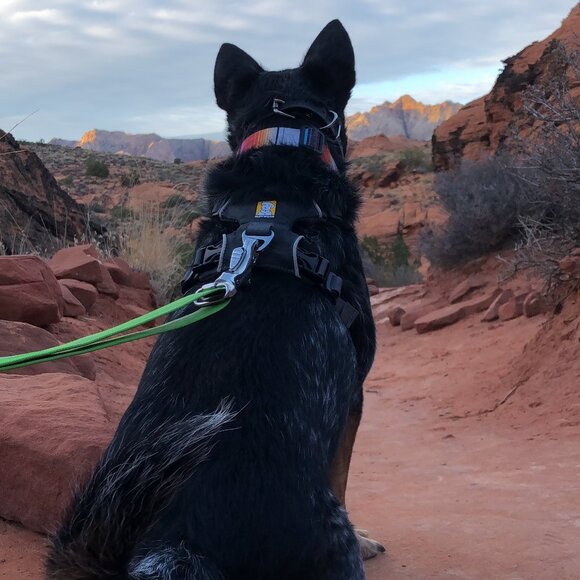 Meet your Posher, Pico - Picture 1 of 1